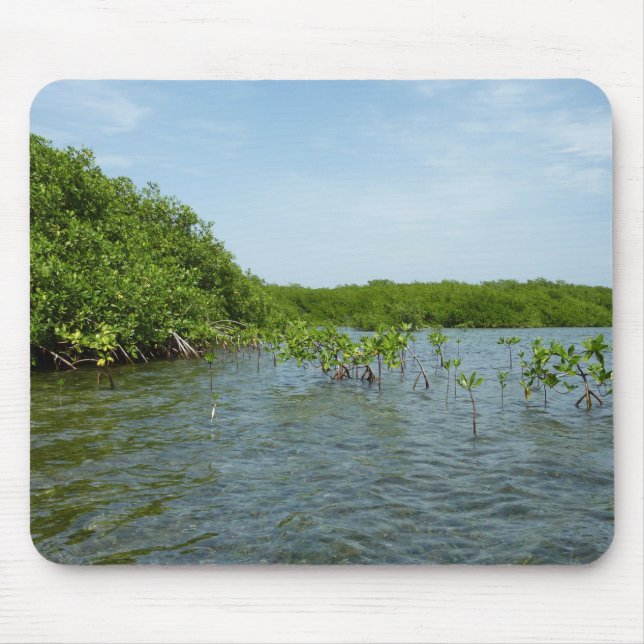 Baby Mangrove Trees in der Karibik Mousepad (Vorne)