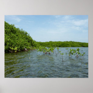 Baby Mangrove Trees in der Karibik Poster