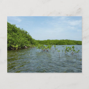 Baby Mangrove Trees in der Karibik Postkarte