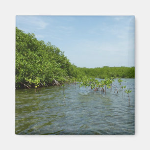 Baby Mangrove Trees Karibik Magnet