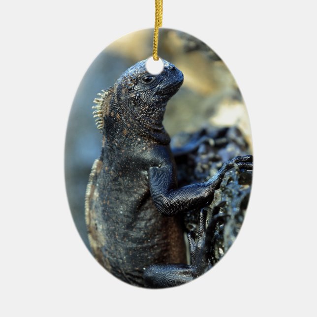 Baby marine iguana Galapagos-Inseln Keramik Ornament (Vorne)