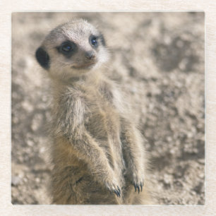 Baby Meerkat Glas-Untersetzer Glasuntersetzer