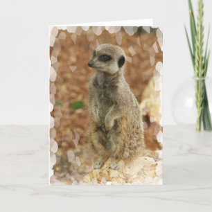 Baby Meerkat Gruß-Karte Karte