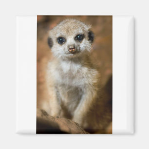 Baby Meerkat Magnet