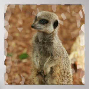 Baby Meerkat Plakat-Druck Poster