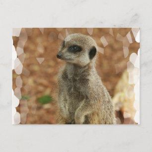 Baby Meerkat Postcard Postkarte