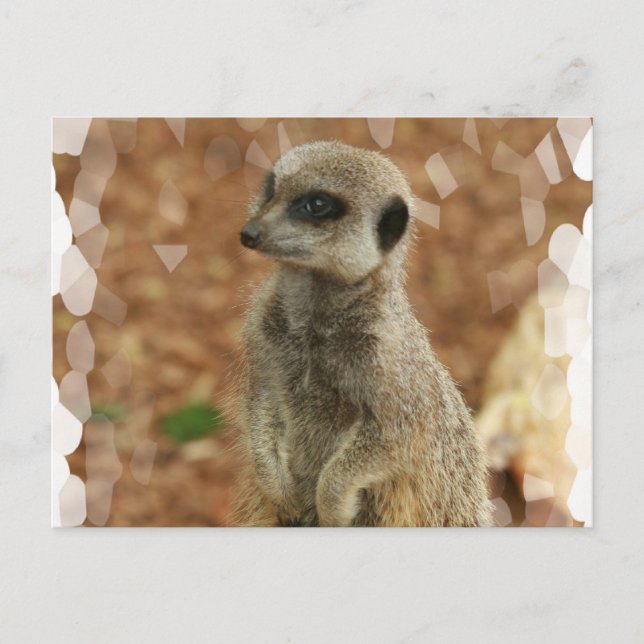Baby Meerkat Postcard Postkarte (Vorderseite)