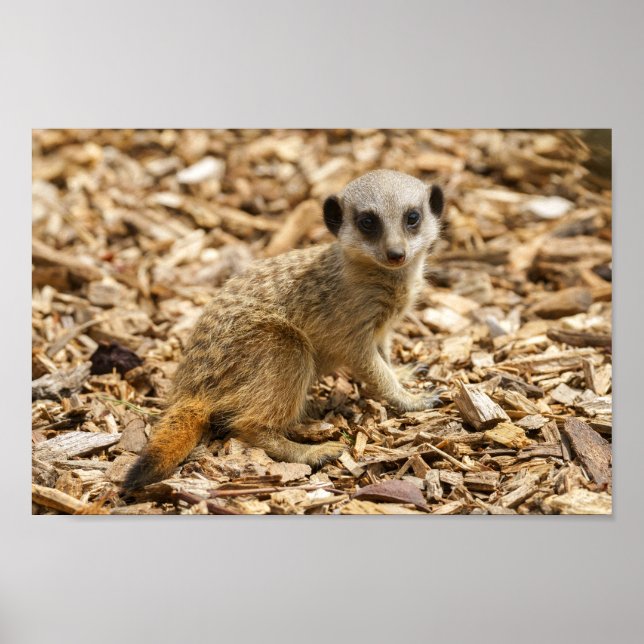 Baby Meerkat Poster (Vorne)
