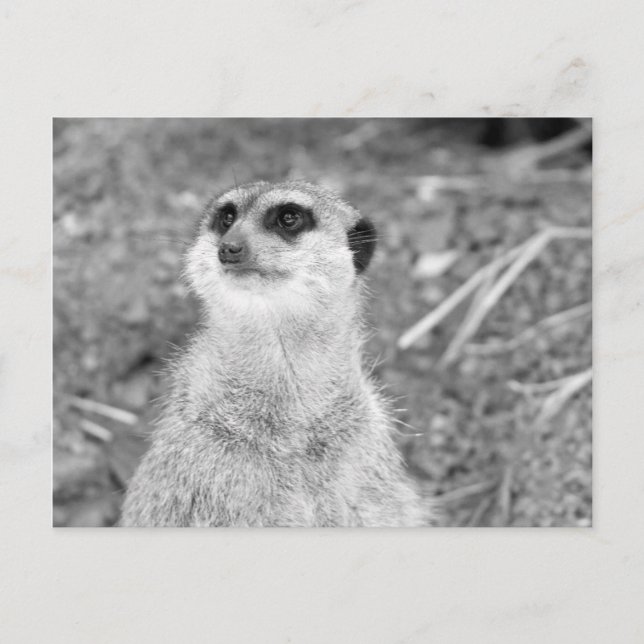 "Baby Meerkat" Postkarte (Vorderseite)