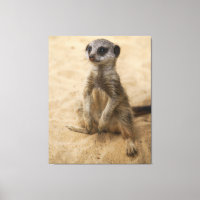 Baby Meerkat sitzt im Sand