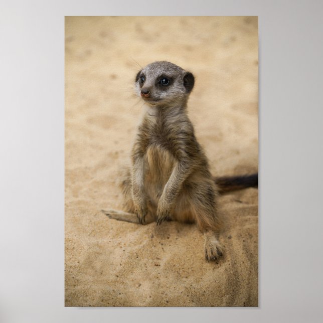 Baby Meerkat sitzt im Sand Poster (Vorne)