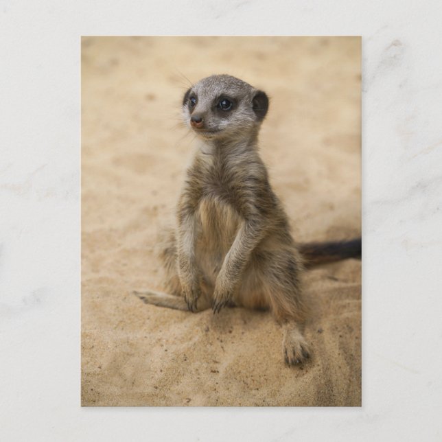 Baby Meerkat sitzt im Sand Postkarte (Vorderseite)