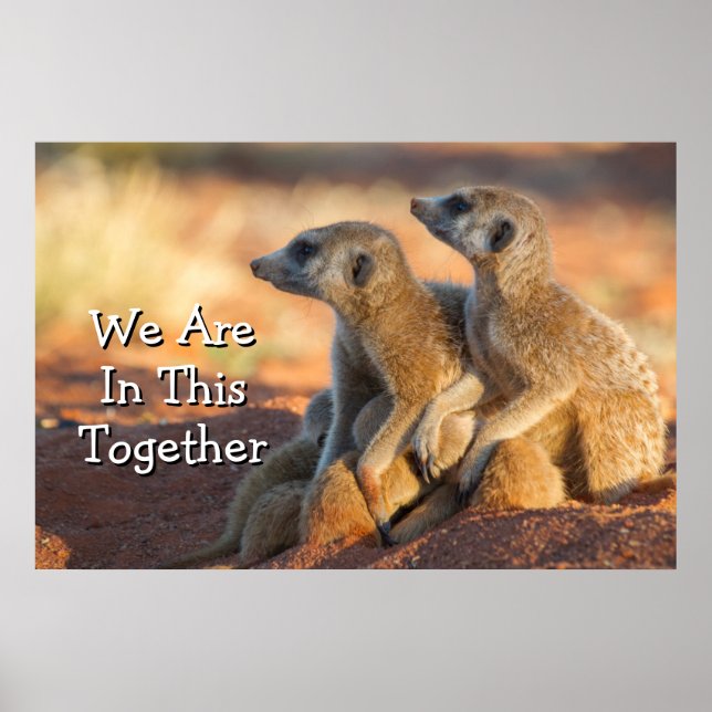 Baby Meerkats verstecken sich unter ihren Eltern Poster (Vorne)