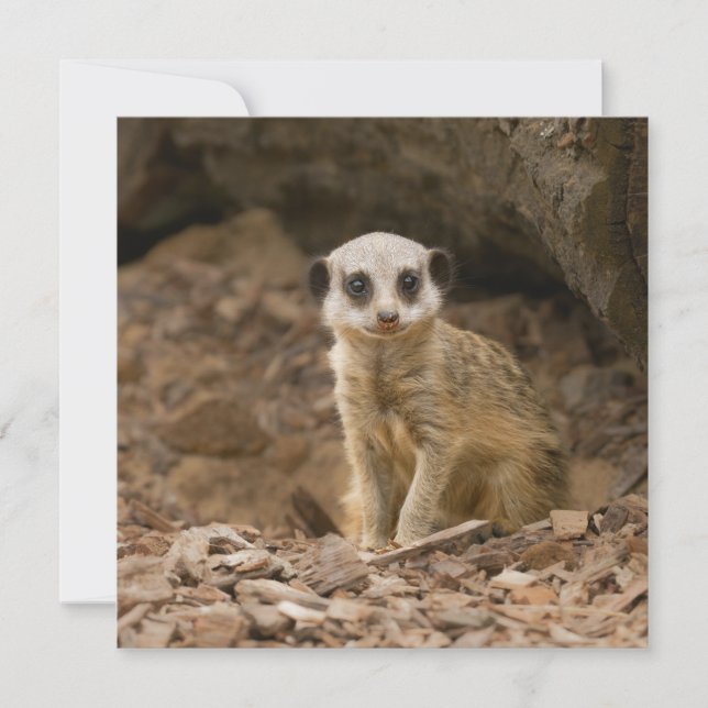 Baby Meerkat's Wertvolle Pose (Vorderseite)