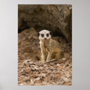 Baby Meerkat's Wertvolle Pose Poster