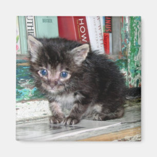 Baby-Miezekatze Magnet