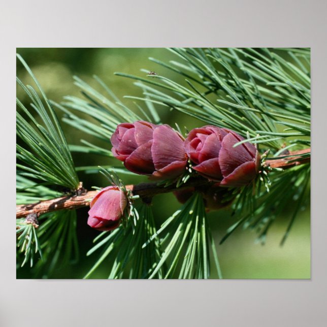 Baby Miniature Pine Cones Nature Poster (Vorne)