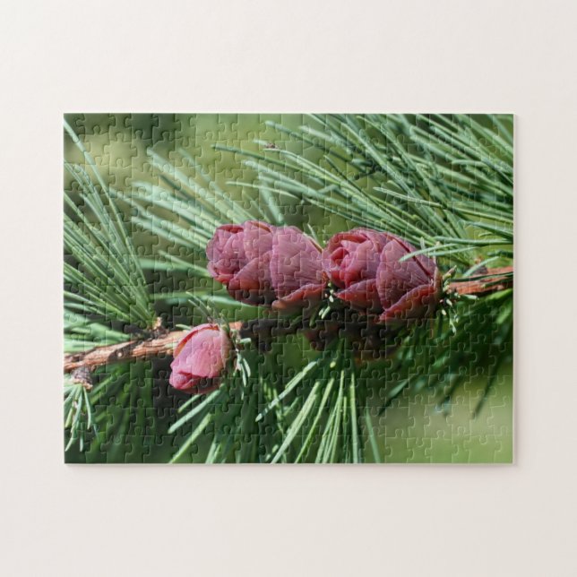 Baby Miniature Pine Cones Nature Puzzle (Horizontal)