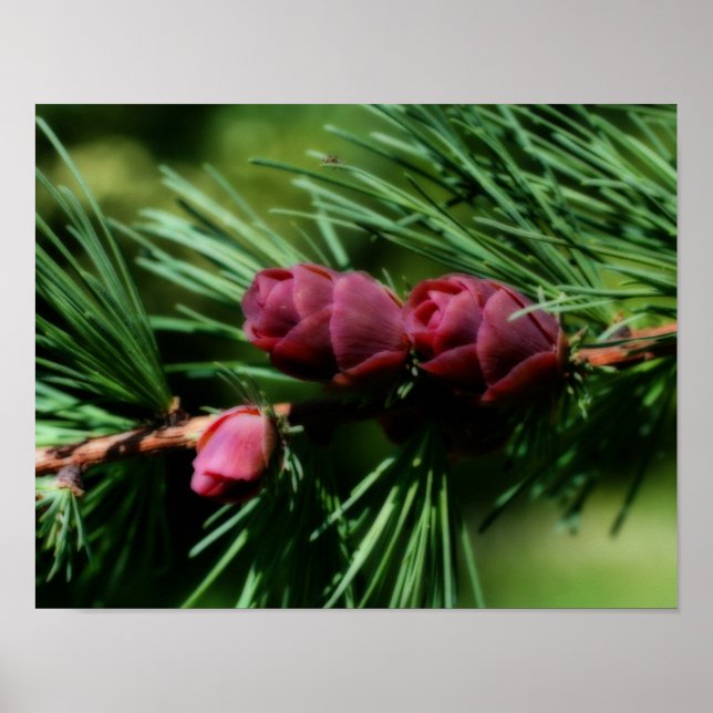 Baby Miniature Pine Cones Orton Effekt Poster (Vorne)
