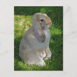 Baby-Minilop-Kaninchen-Postkarte Postkarte