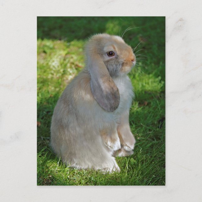 Baby Minilop Rabbit Postcard Postkarte (Vorderseite)