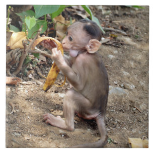 Baby Monkey Fliese