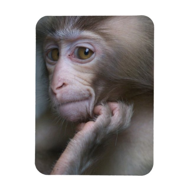 Baby Monkey Magnet (Vertikal)