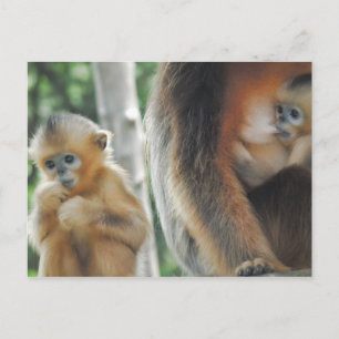 Baby Monkey mit Mutter Postkarte