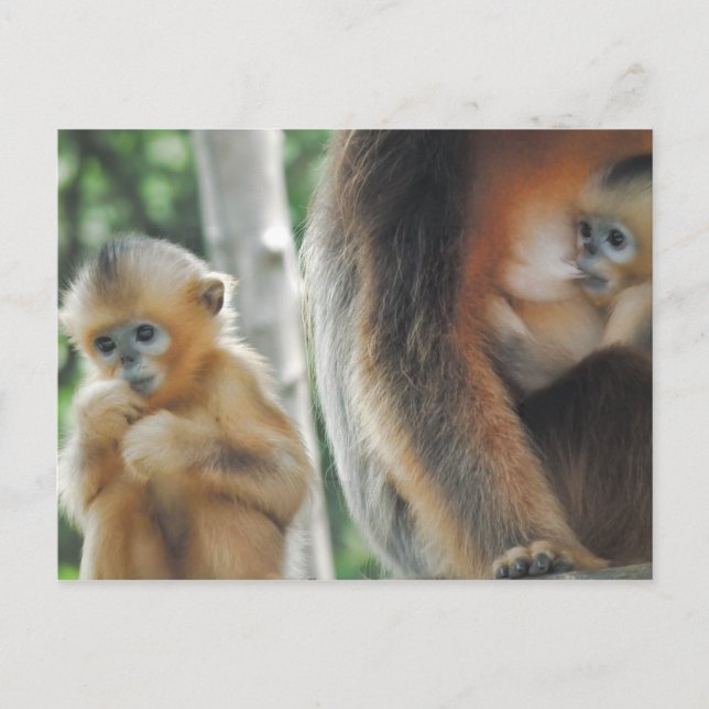 Baby Monkey mit Mutter Postkarte (Vorderseite)