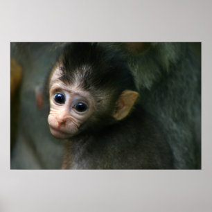 Baby Monkey Poster