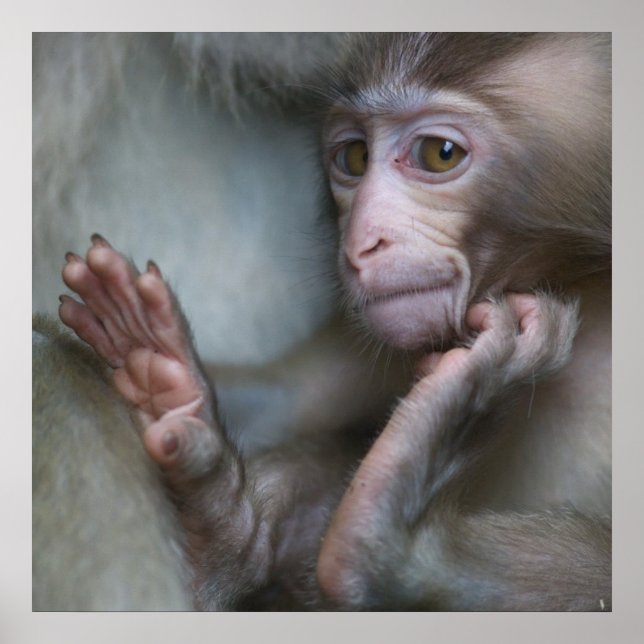 Baby Monkey Poster (Vorne)