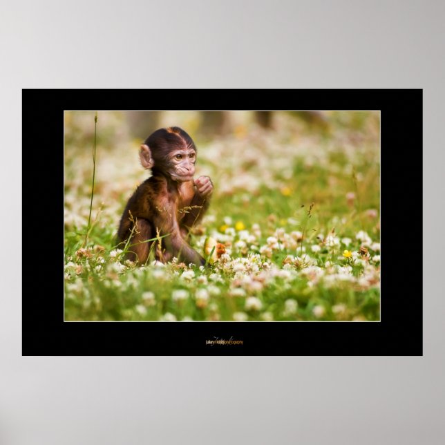 Baby Monkey Poster (Vorne)