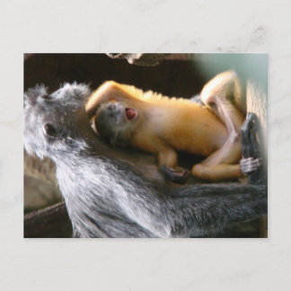 Baby Monkey Postkarte
