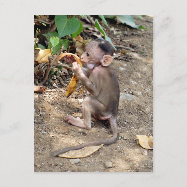 Baby Monkey Postkarte (Vorderseite)