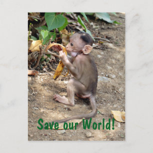 Baby Monkey Postkarte
