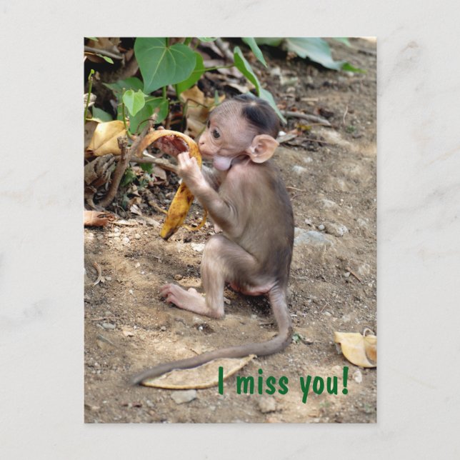 Baby Monkey Postkarte (Vorderseite)
