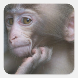 Baby Monkey Quadratischer Aufkleber