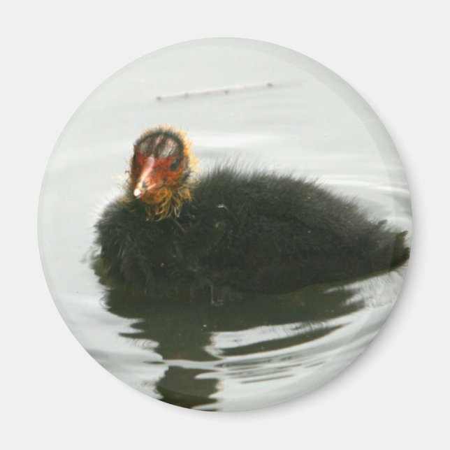 Baby Moorhens Magnet (Vorne)