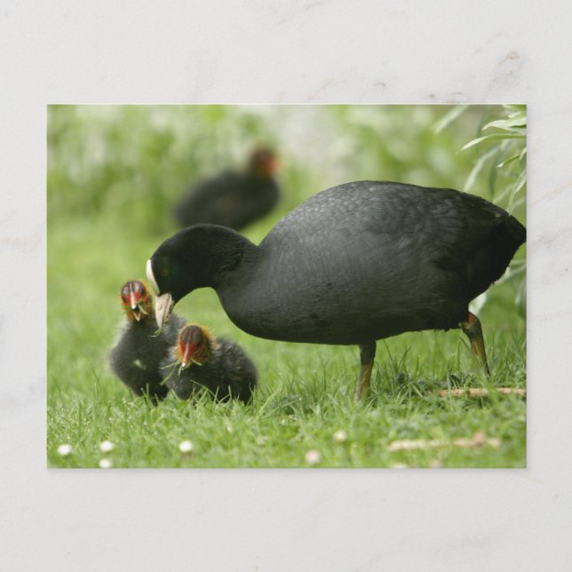 Baby Moorhens Postkarte (Vorderseite)