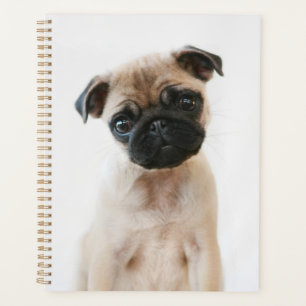 Baby Mops Portrait Planer