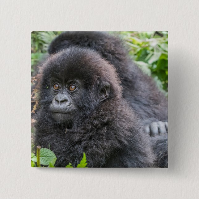 Baby Mountain Gorilla Button (Vorderseite)