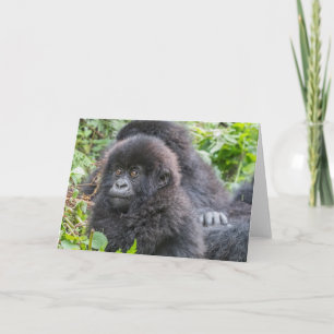 Baby Mountain Gorilla Karte