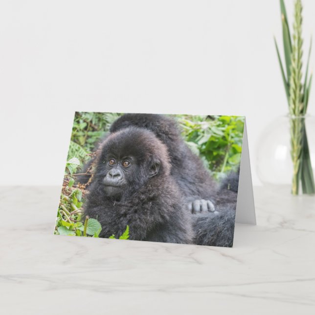 Baby Mountain Gorilla Karte (Vorderseite)