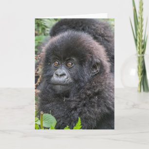 Baby Mountain Gorilla Karte