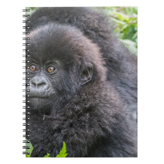 Baby Mountain Gorilla Notizblock (Vorderseite)
