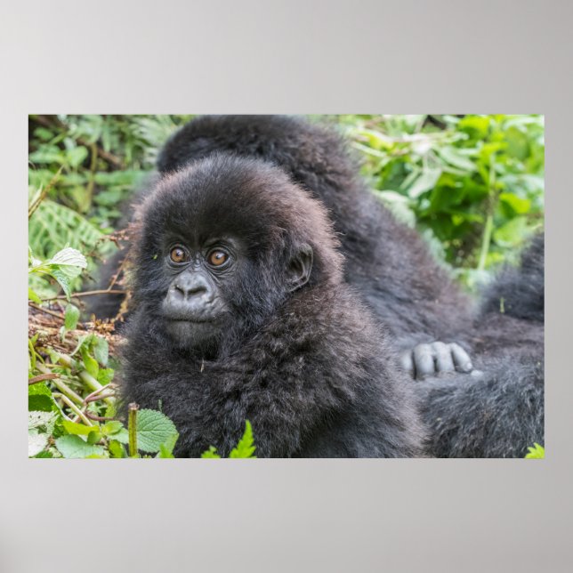 Baby Mountain Gorilla Poster (Vorne)