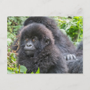 Baby Mountain Gorilla Postkarte