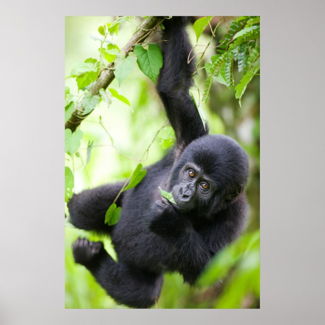 Baby Mountain Gorilla Spielen im Regenwald Poster (Vorne)