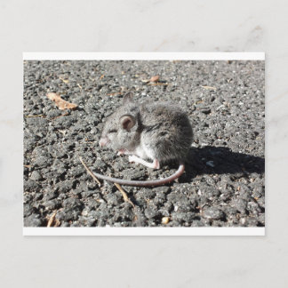 Baby Mouse Postkarte
