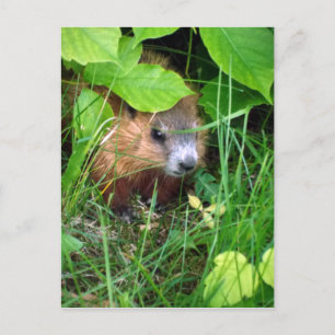 Baby Murmeltier Petite Marmotte Hull Quebec Kanada Postkarte